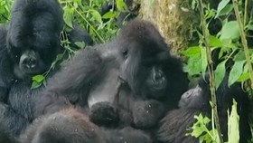 Kebun Binatang Kongo Sambut Kelahiran Dua Bayi Kembar Gorila