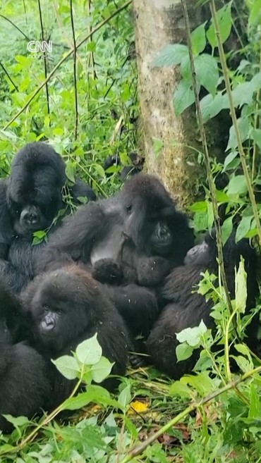 Kebun Binatang Kongo Sambut Kelahiran Dua Bayi Kembar Gorila