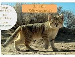 Jenis Kucing Ini Ternyata Bisa Menggonggong seperti Anjing, Kok Bisa?