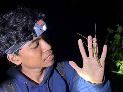 Mahasiswa Unud Temukan Spesies Baru Serangga Tongkat, Seperti Apa Bentuknya?