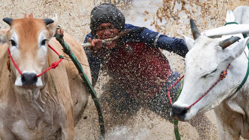 FOTO: Pesona Magis Pacu Jawi di Tanah Datar Sumbar yang Mendunia