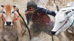 FOTO: Pesona Magis Pacu Jawi di Tanah Datar Sumbar yang Mendunia