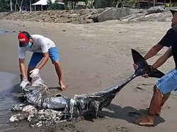 Bangkai Lumba-lumba Terdampar di Jembrana, Kondisi Membusuk dan Hancur