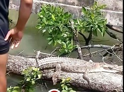 Viral Pemuda Tarakan Nekat Tangkap Buaya Nongkrong di Pohon