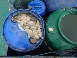 Tangkap Teripang Ilegal di Australia, Kapten Kapal Indonesia Dibui