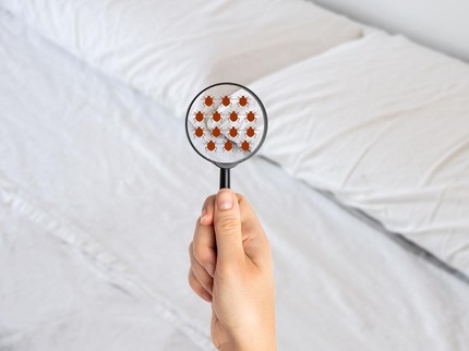 10 Aroma yang Paling Dibenci Kutu yang Ampuh untuk Membasmi