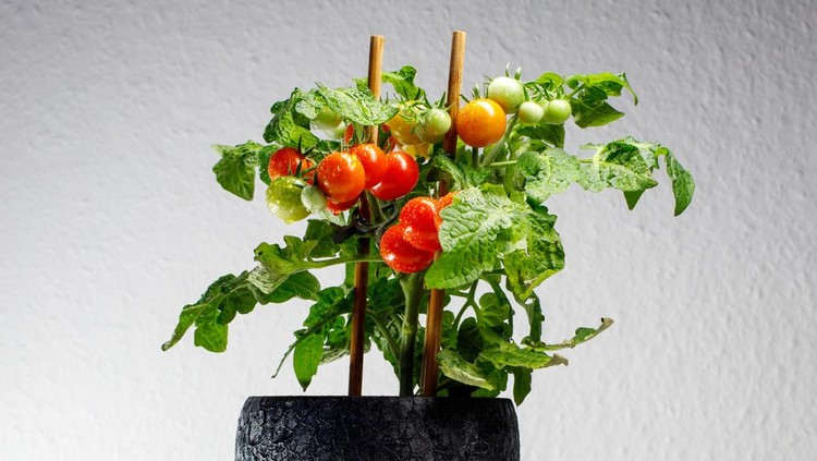 tomatoes are nice and juicy in the pot&period;