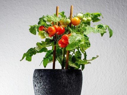 Bukan Bunga, Tomat Mini di Meja Makan Jadi Tren Tanaman Rumah 2026