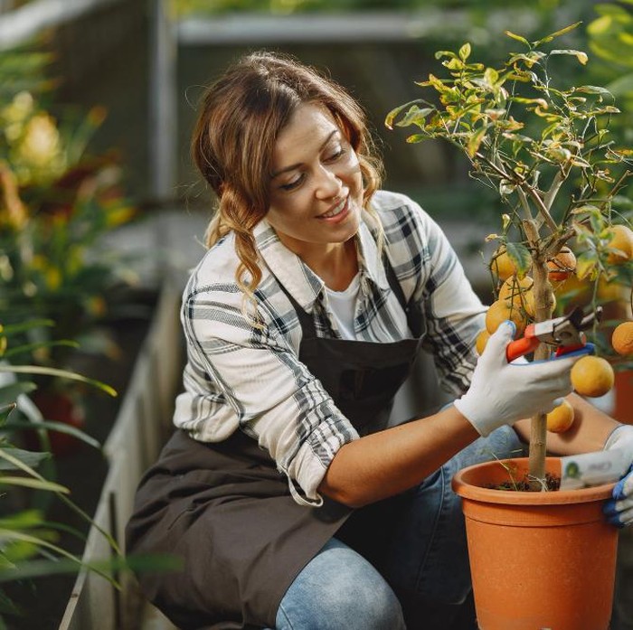 Metode Tabulampot, menanam pohon buah dalam pot memberikan kemudahan bagi kamu untuk mengatur nutrisi dan posisi tanaman agar tetap subur di lahan terbatas.