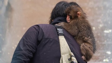 FOTO: Punch, Monyet yang Ditolak Ibunya Kini Jadi Selebritas di Jepang