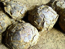 Terkubur 70 Juta Tahun, Ratusan Telur Dinosaurus Berbagai Spesies Ditemukan