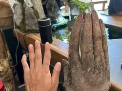 Ubi Ini Ditawar Rp 19 Juta, soalnya Bentuknya Kayak Tangan Manusia