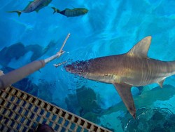 Wow! Pakan Ikan Hiu di Las Vegas Lebih Mewah Dibanding Menu Turis
