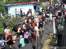 Di Boyolali, Sapi Pun Turut Berlebaran