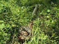 Ular Piton 9 Meter Mangsa Ternak Warga di Battang Palopo Langsung Ditebas