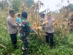 Polisi Panen 10 Ton Jagung di Tamansari Bogor, Dukung Program Ketahanan Pangan