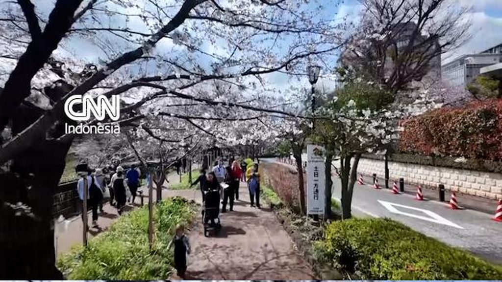 Pesona Bunga Sakura Memikat Wisatawan di Tokyo