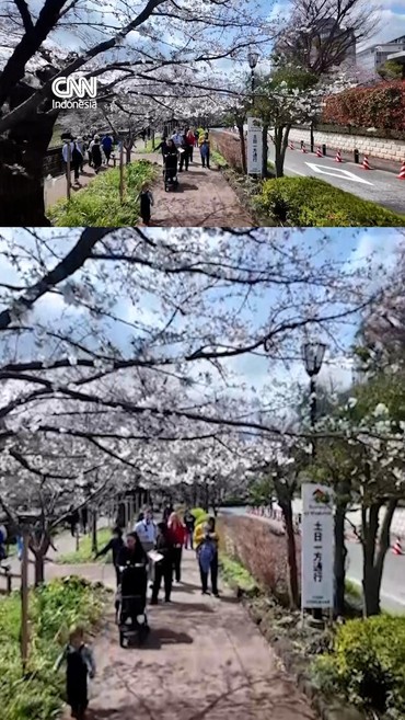 Pesona Bunga Sakura Memikat Wisatawan di Tokyo