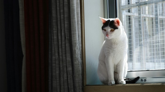 Memperhatikan aktivitas hewan peliharaan