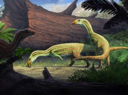 Nenek Moyang Buaya Ternyata Berjalan dengan Dua Kaki, Begini Penampakannya