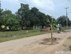 Sindiran Pedas Warga Gadingan Indramayu: Tanam Pisang di Lubang Jalan