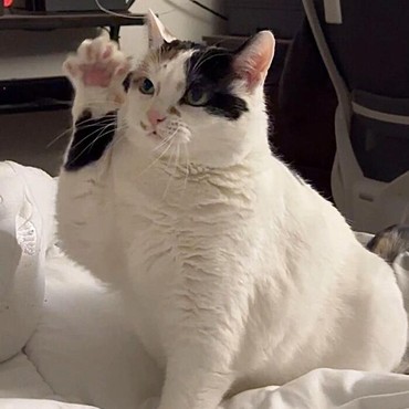 Sering Didatangi Kucing Berarti Tanda Aura Positif, Mitos atau Fakta?