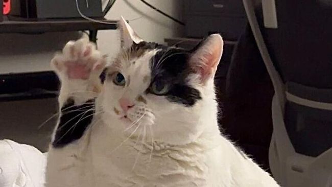 Sering Didatangi Kucing Berarti Tanda Aura Positif, Mitos atau Fakta?