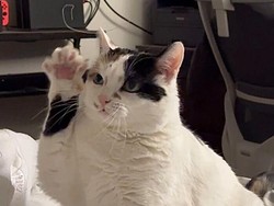 Begini Cara Merawat Kucing Agar Punya Umur Panjang dan Tetap Sehat