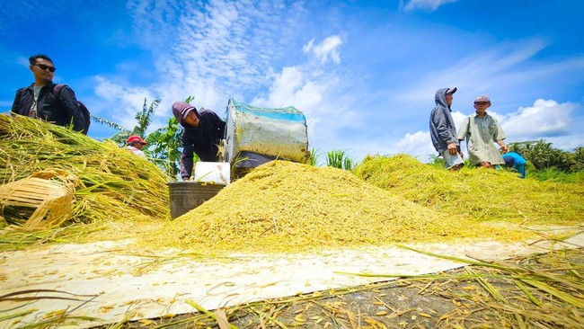 Penggilingan Padi Tiba-Tiba Minta Bulog Setop Beli Gabah, Ada Apa?