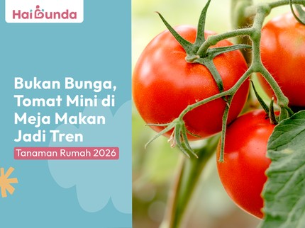 Bukan Bunga, Tomat Mini di Meja Makan Jadi Tren Tanaman Rumah 2026