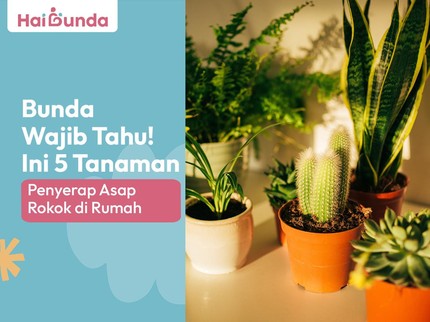 Bunda Wajib Tahu! Ini 5 Tanaman Penyerap Asap Rokok di Rumah