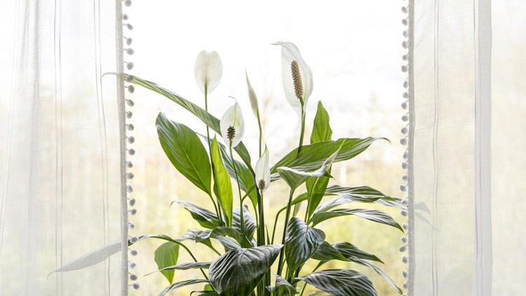 Air puryfing house plants in home concept&period; Spathiphyllum are commonly known as spath or peace lilies growing in pot in home room and cleaning indoor air&period;