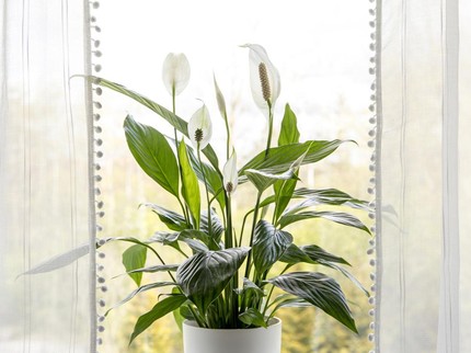 5 Tanaman Indoor Efektif Menyerap Asap Rokok