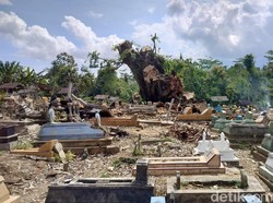 5 Fakta Beringin Roboh di TPU Malang hingga Jenazah dalam Makam Terangkat
