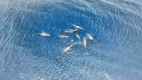 Momen Langka Persalinan Paus Sperma Terekam Kamera, Begini Prosesnya