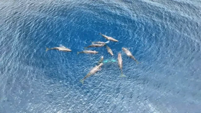 Sebuah momen langka persalinan paus sperma berhasil terekam kamera, menggambarkan bagaimana menegangkannya proses kelahiran bayi paus tersebut.