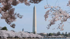 FOTO: Kala Musim Puncak Bunga Sakura Bermekaran Tiba di Washington