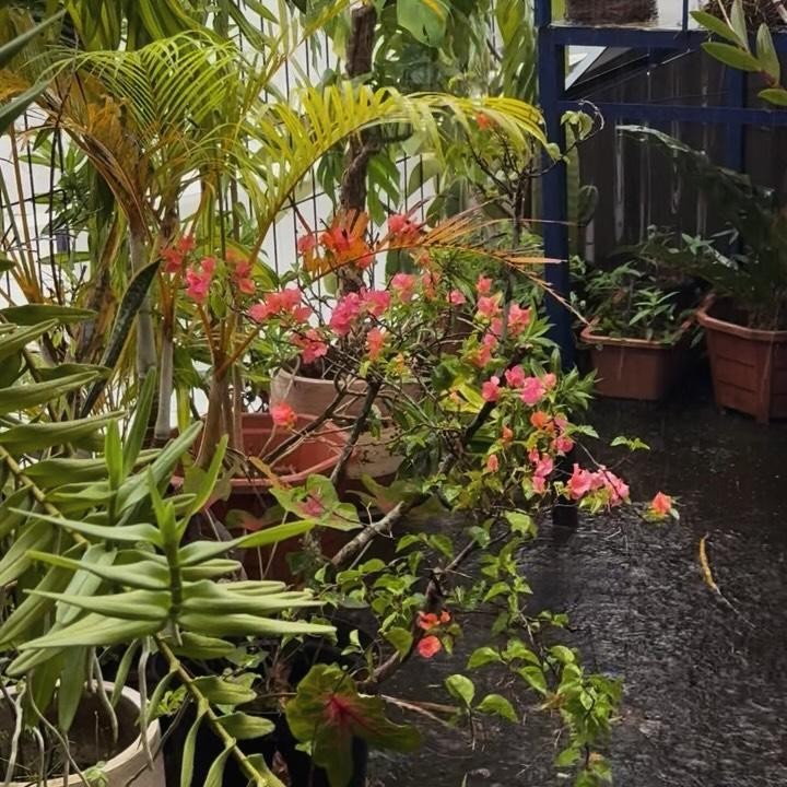 <p>Di halaman rumah, Eross dan Sarah juga membangun taman kecil yang berisi banyak tanaman hijau dan tanaman berbunga. Beberapa tanaman tersusun rapi di pot besar di lantai dan rak, sementara yang lain digantung dengan tali. (Foto: Instagram @sarahcandra)</p>