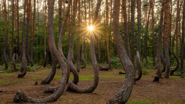 Misteri sebuah hutan di Polandia masih terus menjadi perdebatan hingga saat ini. Hutan ini punya pohon yang semua bengkok ke utara. Kok bisa?
