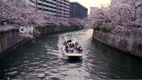 Menikmati Sakura Bermekaran dari Kapal di Sungai Meguro Tokyo