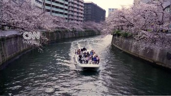 Menikmati Sakura Bermekaran dari Kapal di Sungai Meguro Tokyo