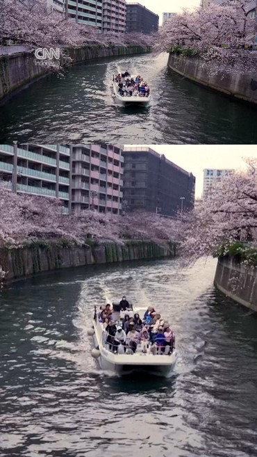 Menikmati Sakura Bermekaran dari Kapal di Sungai Meguro Tokyo