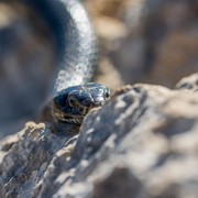 Perlu Disiapkan di Rumah, Ini 3 Aroma yang Nggak Disukai Ular