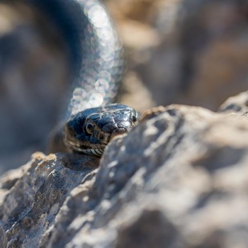 Perlu Disiapkan di Rumah, Ini 3 Aroma yang Nggak Disukai Ular