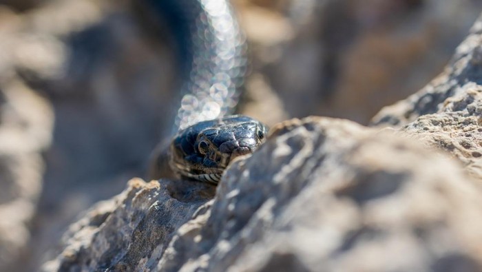 Perlu Disiapkan di Rumah, Ini 3 Aroma yang Nggak Disukai Ular