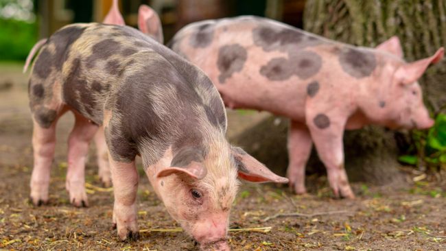 Ini Alasan Babi Diharamkan dalam Islam