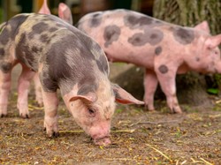 Ini Alasan Babi Diharamkan dalam Islam