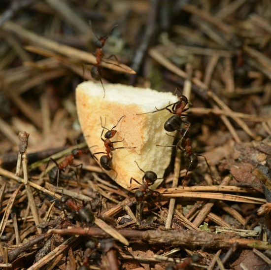5 Bau yang Dibenci Semut, Dijamin Kabur!
