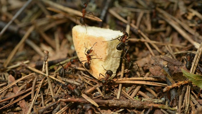 5 Bau yang Dibenci Semut, Dijamin Kabur!