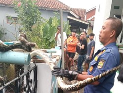 Ular Sanca 3 Meter Teror Warga Cikoneng Ciamis, Mangsa Ayam di Kandang